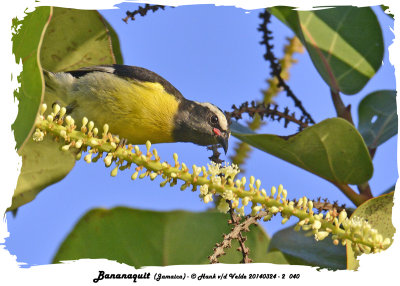 20140324 - 2 040 Bananaquit (Jamaica).jpg