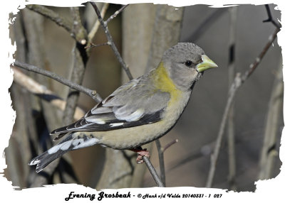 20140331 - 1 027 Evening Grosbeak.jpg