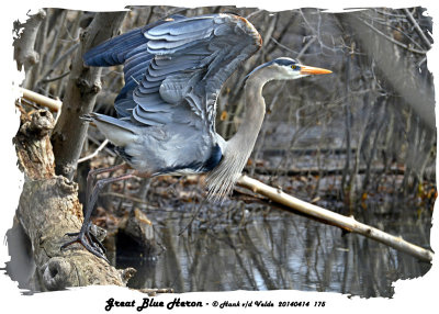 20140414 175 Great Blue Heron3 1r1.jpg