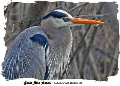 20140414 160 Great Blue Heron 1r1.jpg