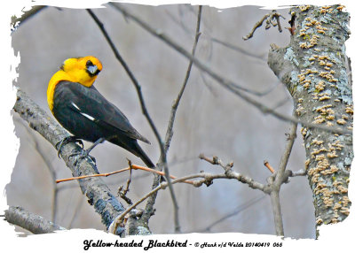 20140419 065 Yellow-headed Blackbird.jpg