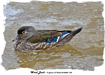 20140405 330 Wood Duck.jpg