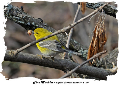 20140419 - 2 120 Pine Warbler.jpg