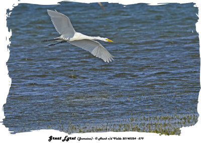 20140324 - 1 579 SERIES - Great Egret (Jamaica).jpg
