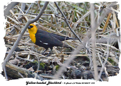 20140419 010 Yellow-headed Blackbird 1r1.jpg