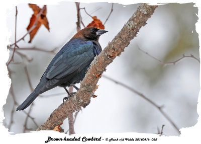 20140416 065 Brown-headed Cowbird.jpg