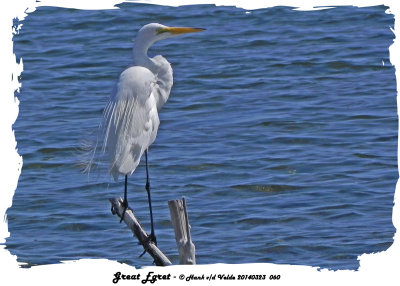 20140323 060 Great Egret.jpg