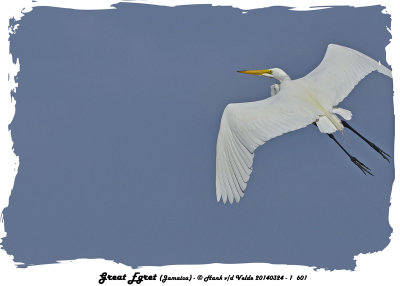 20140324 - 1 601 Great Egret Jamaica.jpg