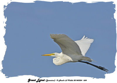 20140324 - 1 604 Great Egret Jamaica.jpg