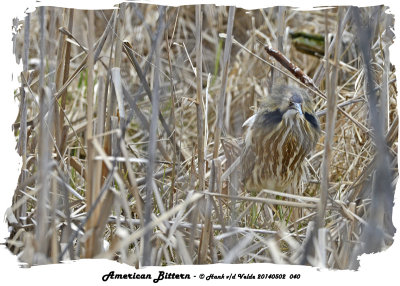 20140502 040 SERIES - American Bittern.jpg