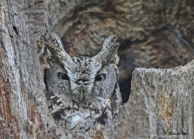 20140510 590 Screech Owl.jpg