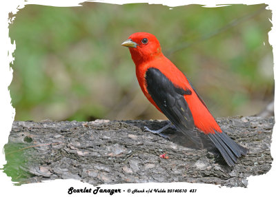 20140510 431 Scarlet Tanager rawc.jpg