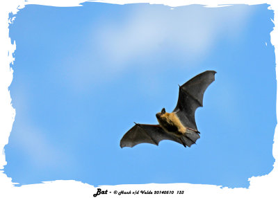 20140510 133 SERIES -  Bat.jpg