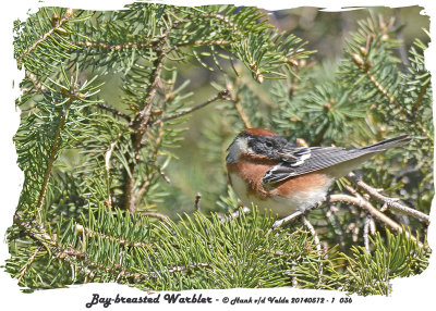 20140512 - 1 036 Bay-breasted Warbler.jpg