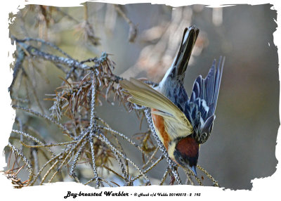 20140512 - 2 193 Bay-breasted Warbler rawc.jpg