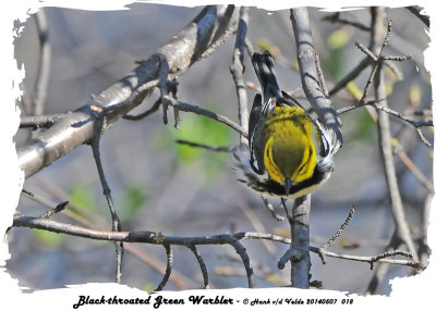 20140507 018 Black-throated Green Warbler rawc.jpg