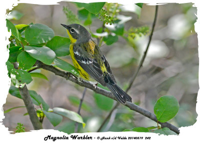 20140519 242 SERIES - Magnolia Warbler rawc.jpg