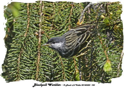 20140520 105 Blackpoll Warbler.jpg