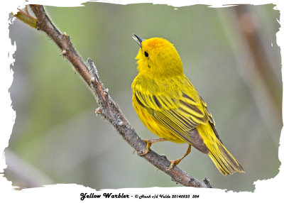 20140523 384 SERIES - Yellow Warbler.jpg