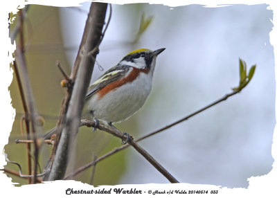 20140514 033 Chestnut-sided Warbler.jpg