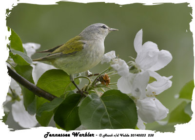 20140523 238 Tennessee Warbler.jpg