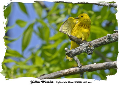 20140526 005, 013 SERIES - Yellow Warbler 1r1.jpg