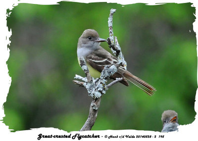 20140528 - 2 195 SERIES -  Great-crested Flycatchers.jpg