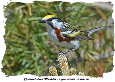 20140531 597 Chestnut-sided Warbler.jpg