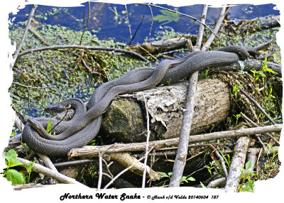 20140604 187 SERIES - Northern Water Snakes.jpg