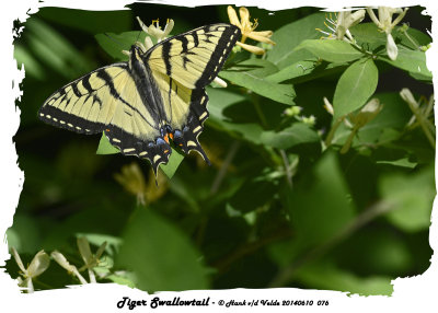 20140610 076 Tiger Swallowtail 2.jpg