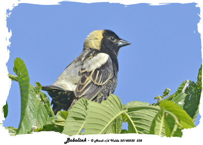 20140531 538 Bobolink.jpg