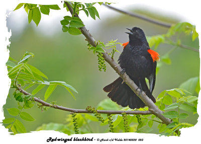 20140528 023 Red-winged blackbird.jpg