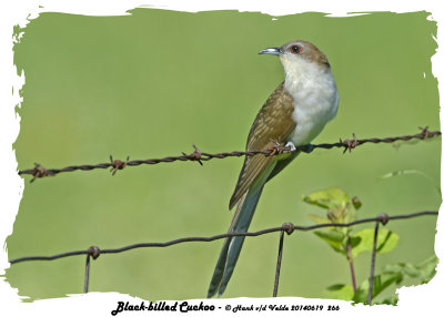 20140619 266 Black-billed Cuckoo 1r1.jpg