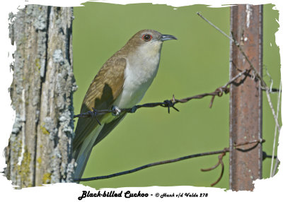 20140619 278 Black-billed Cuckoo.jpg