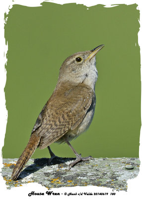 20140619 180 House Wren.jpg