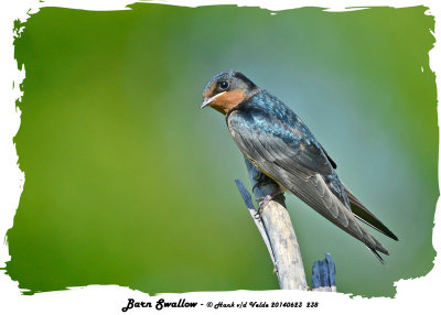 20140623 238 Barn Swallow.jpg