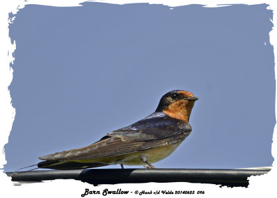 20140623 096 Barn Swallow.jpg