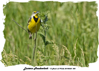 20140620 050 SERIES - Eastern Meadowlark.jpg