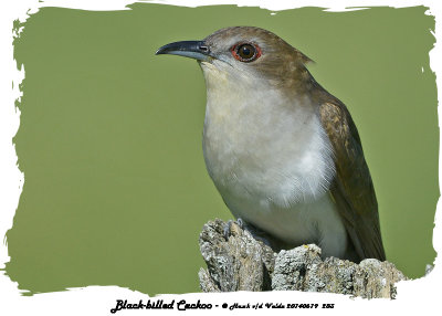 20140619 283 Black-billed Cuckoo 1r1c1.jpg