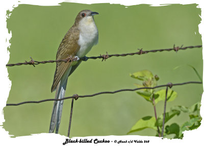 20140619 268 Black-billed Cuckoo.jpg