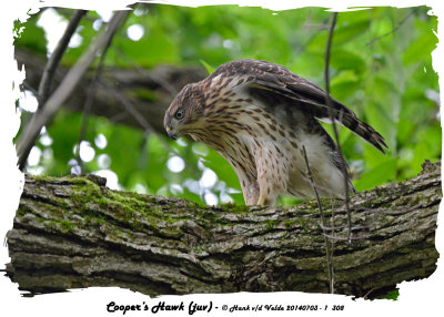 20140703 - 1 308 Coopers Hawk ( juv).jpg