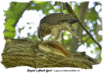 20140704 011 SERIES -  Cooper's Hawk (juv).jpg