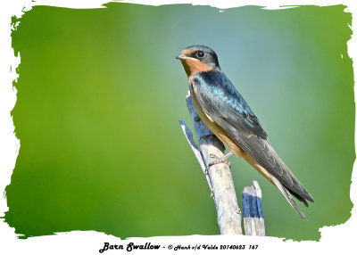 20140623 167 Barn Swallow.jpg