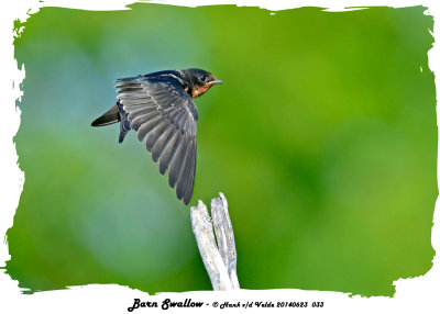 20140623 033 SERIES - Barn Swallow.jpg