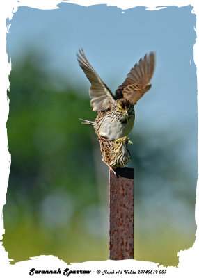 20140619 087 Savannah Sparrows.jpg