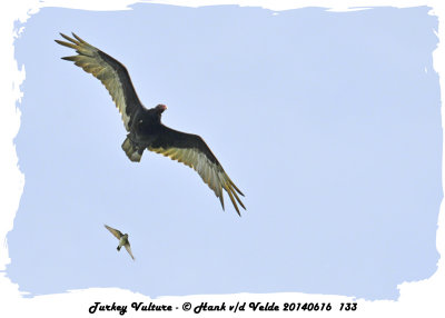 20140616 133 Turkey Vulture and Kingbird.jpg