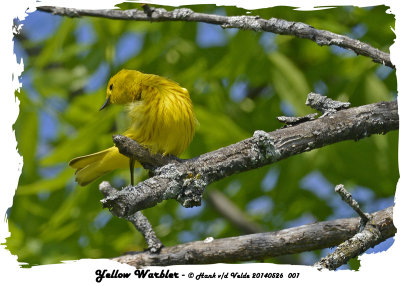 20140526 001 Yellow Warbler.jpg