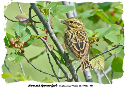 20140623 344 Savannah Sparrow (juv).jpg