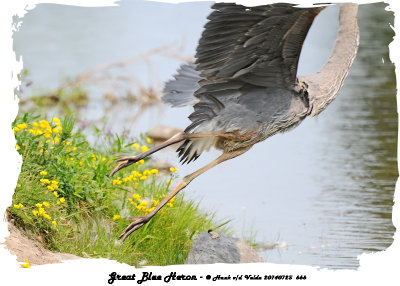 20140725 666 SERIES -  Great Blue Heron.jpg