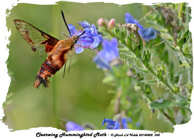 20140802 038 SERIES -  Clearwing Hummingbird Moth.jpg